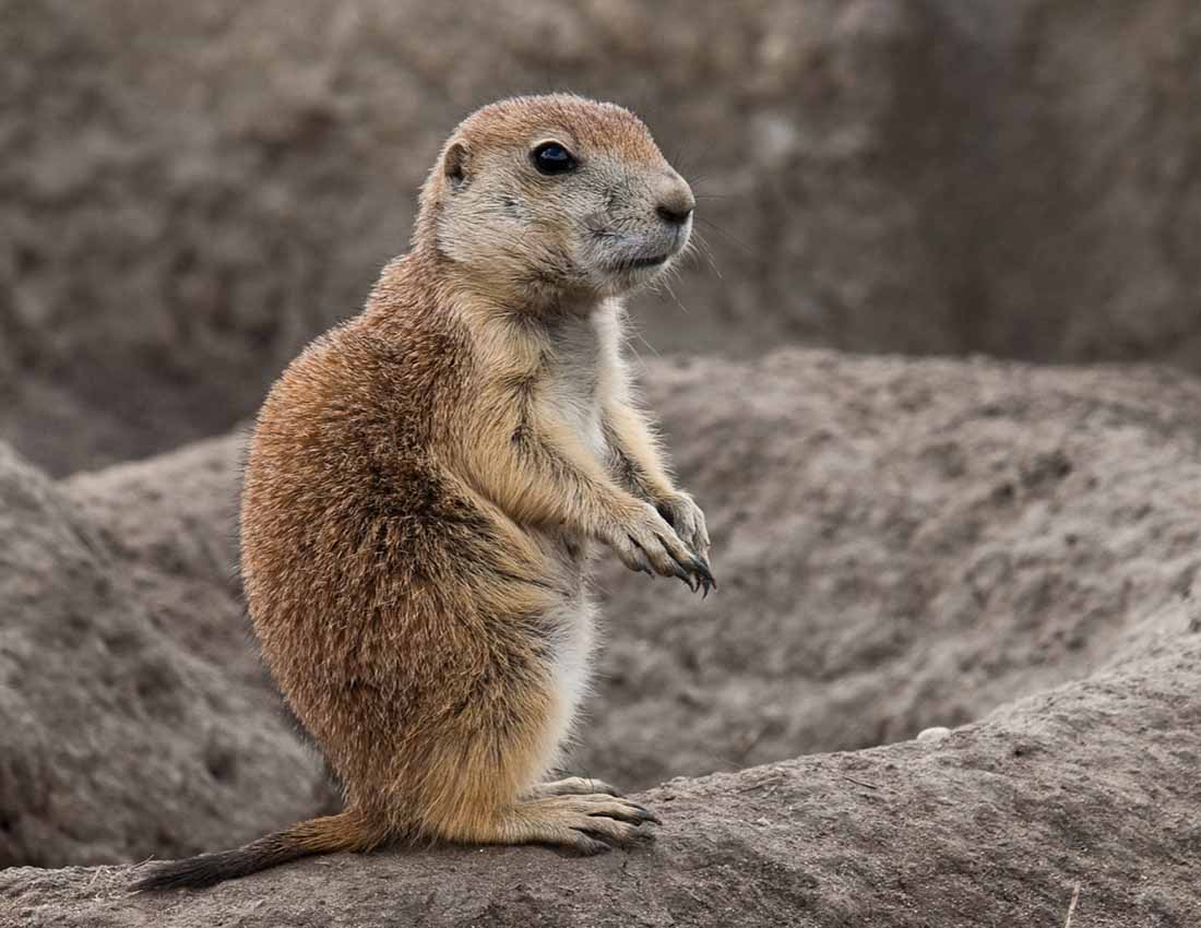 parairie dog pup image