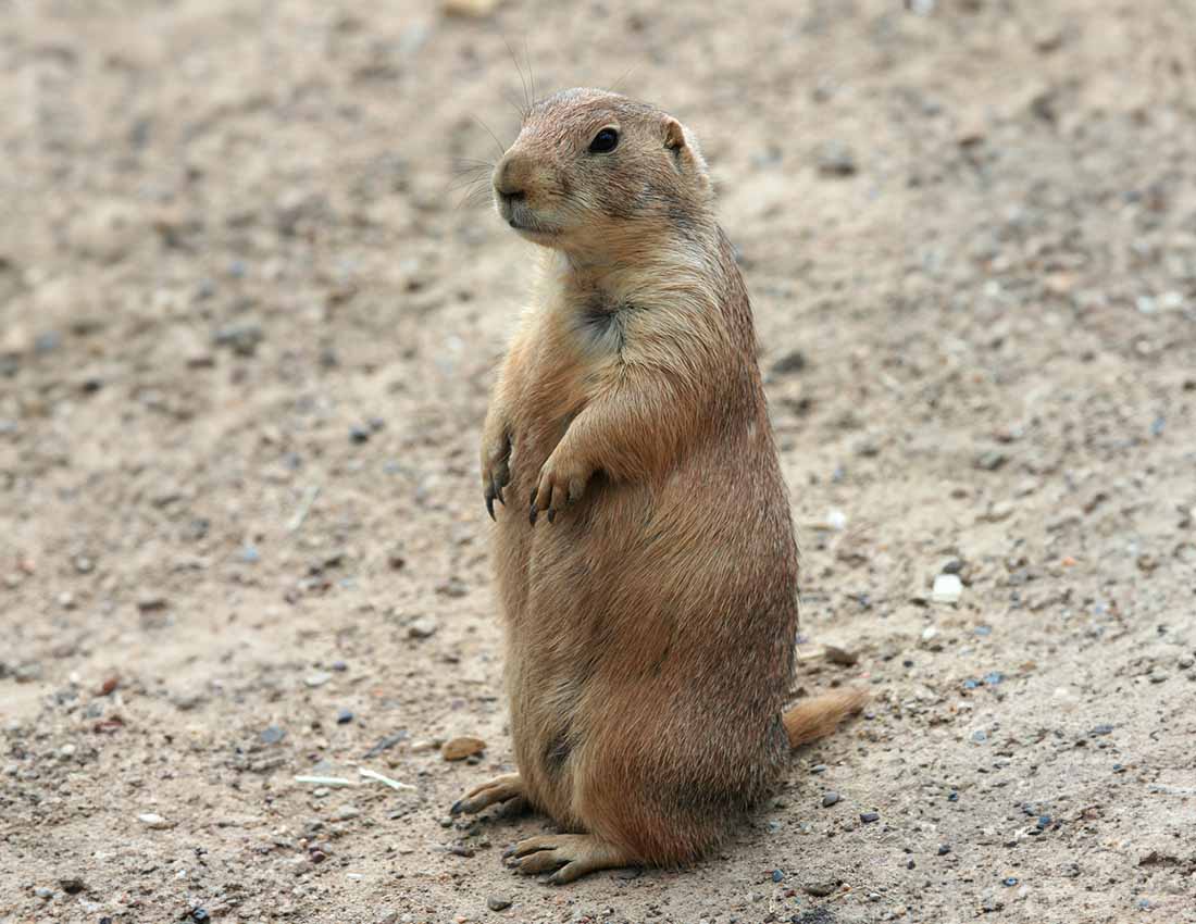 Standing Prairie Dog Image