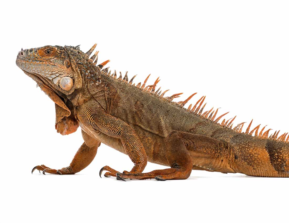 Iguana Gong - Rimfire - Full-Size