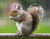 ar500 squirrel target - live image