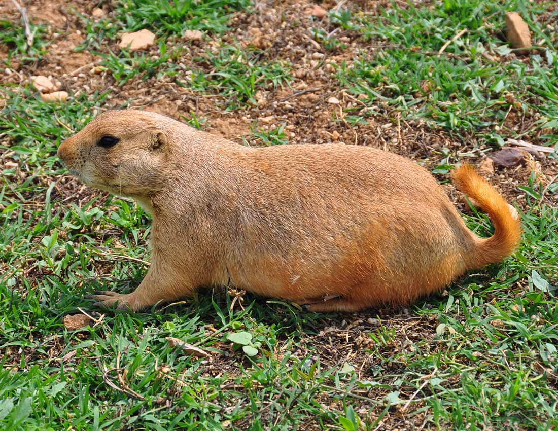 prone prairie dog image